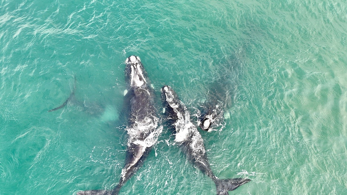 foto Not&iacute;cia Biguaçu